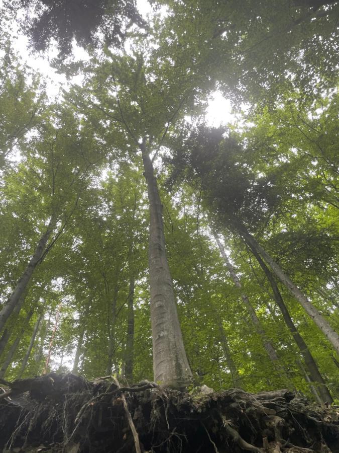 Romantyczna Chatka Pisarzowice  المظهر الخارجي الصورة